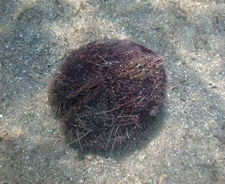 Spatangus purpureus (O.F. Müller, 1776)